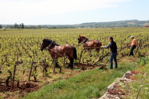 burgundy wine tour from lyon