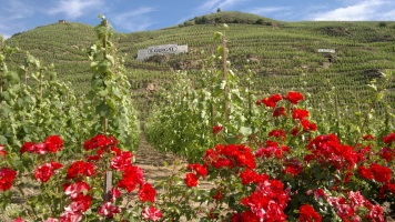 burgundy wine tour from lyon