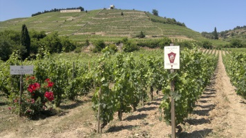 burgundy wine tour from lyon